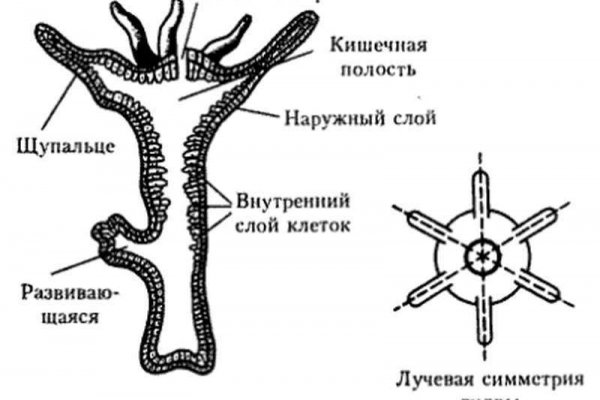 Кракен мефедрон