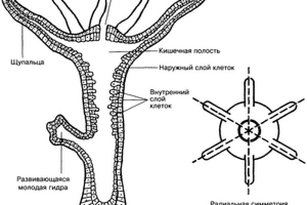Как вывести деньги с kraken